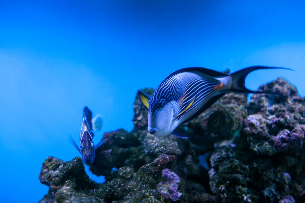 Influence of azure light in fish tank
