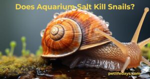 Aquarium Salt Kill Snails