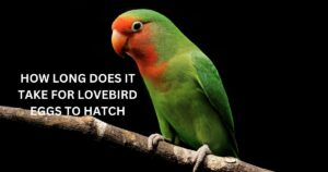 How long does it take for Lovebird Eggs to Hatch