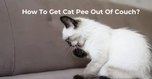 How To Get Cat Pee Out Of Couch?
