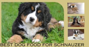 best dog food for schnauzer